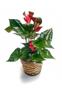 Plant d'anthurium